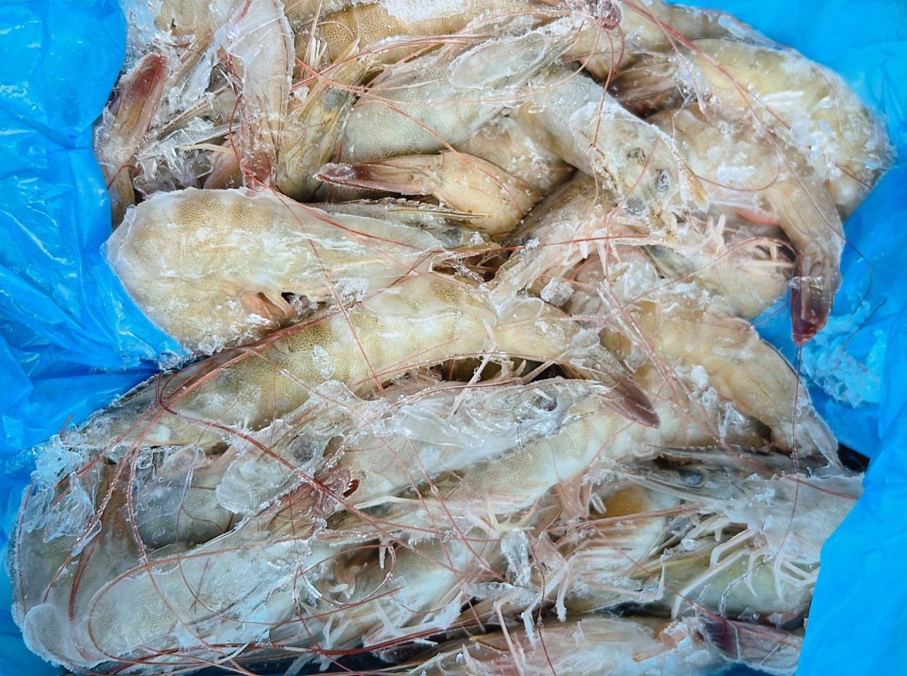 尼加拉瓜進口白蝦